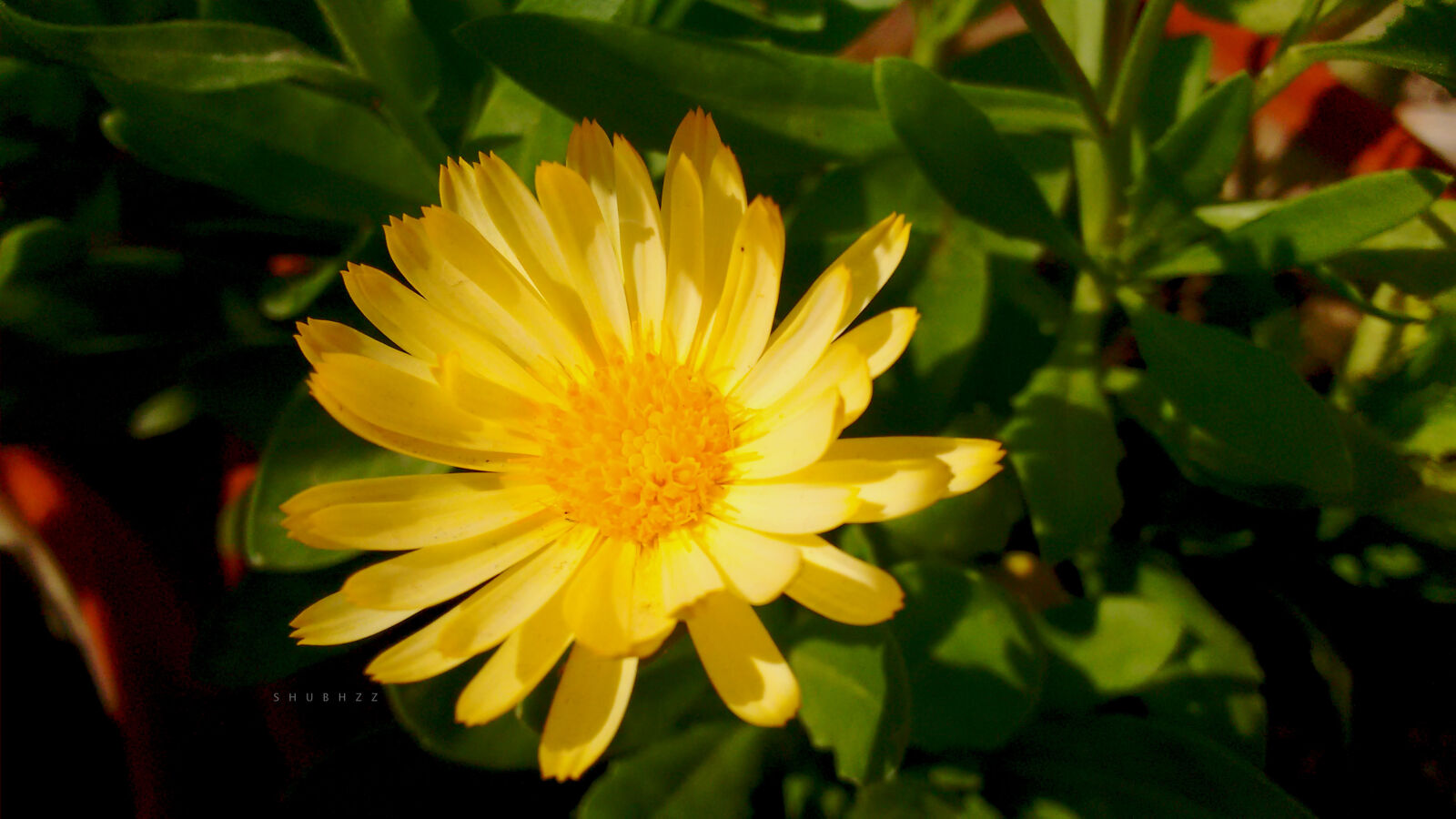 Motorola Moto G (2nd Gen) sample photo. Beautiful, flowers, blossoms, flower photography