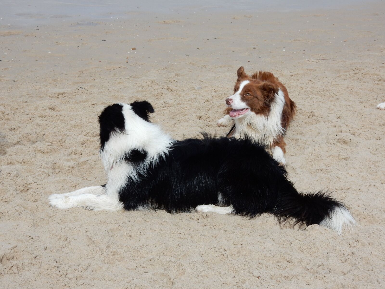 Nikon Coolpix S9900 sample photo. Dogs, beach, border collie photography