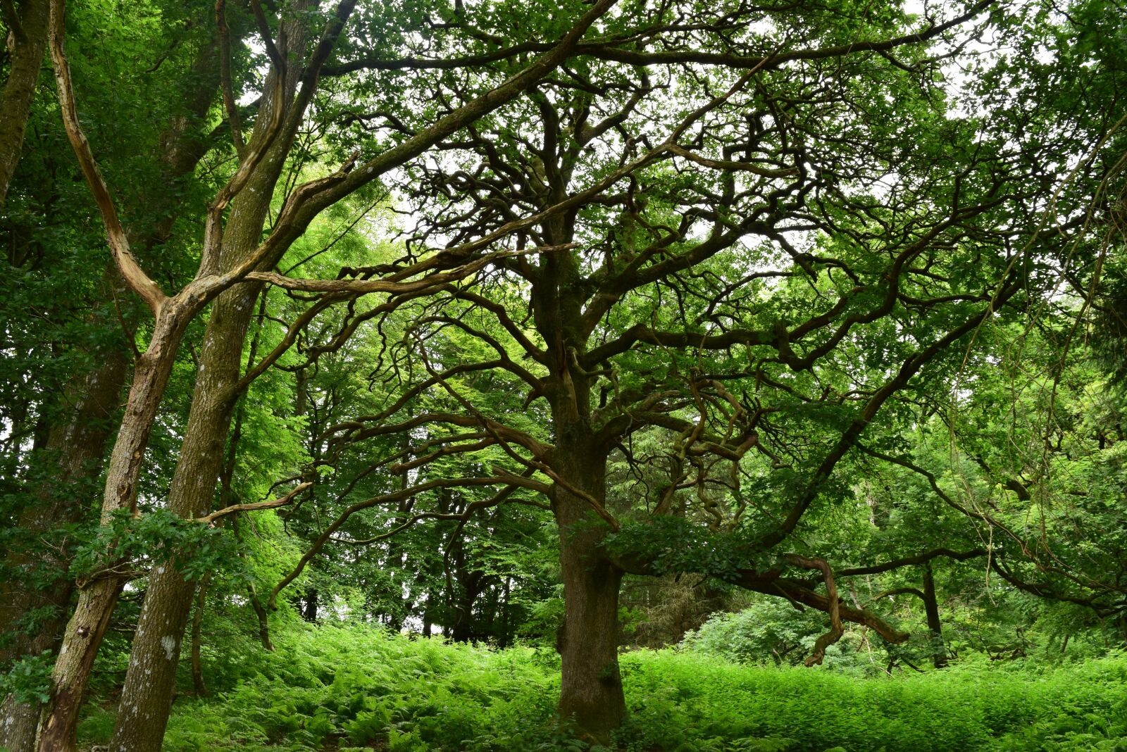Nikon D3300 sample photo. Nature, forest, trees photography