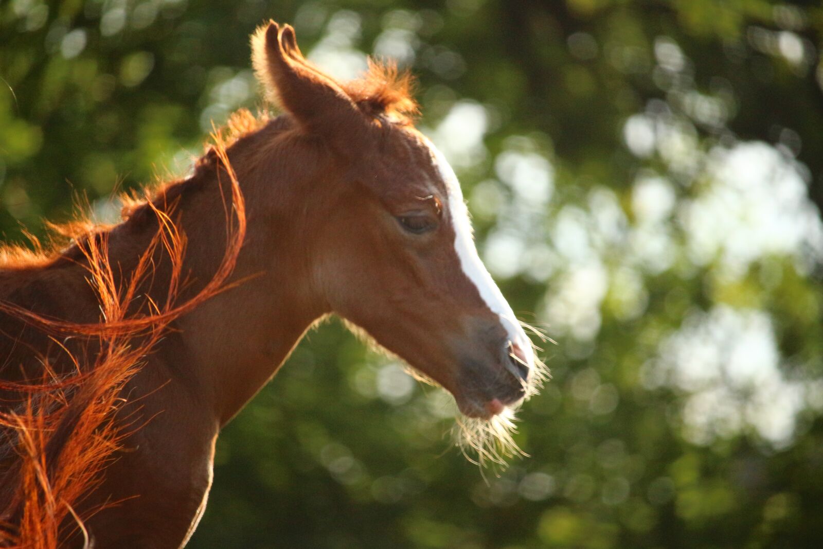 Canon EOS 100D (EOS Rebel SL1 / EOS Kiss X7) sample photo. Foal, horse, thoroughbred arabian photography