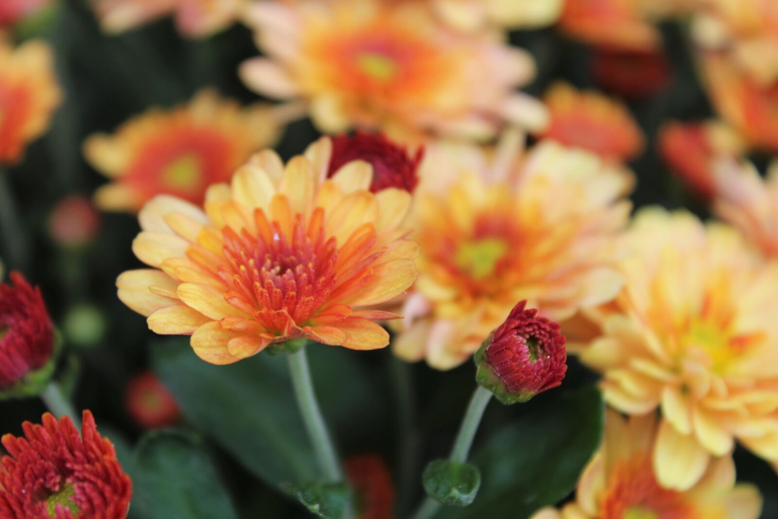 Canon EOS 1200D (EOS Rebel T5 / EOS Kiss X70 / EOS Hi) sample photo. Flowers, orange, spring photography