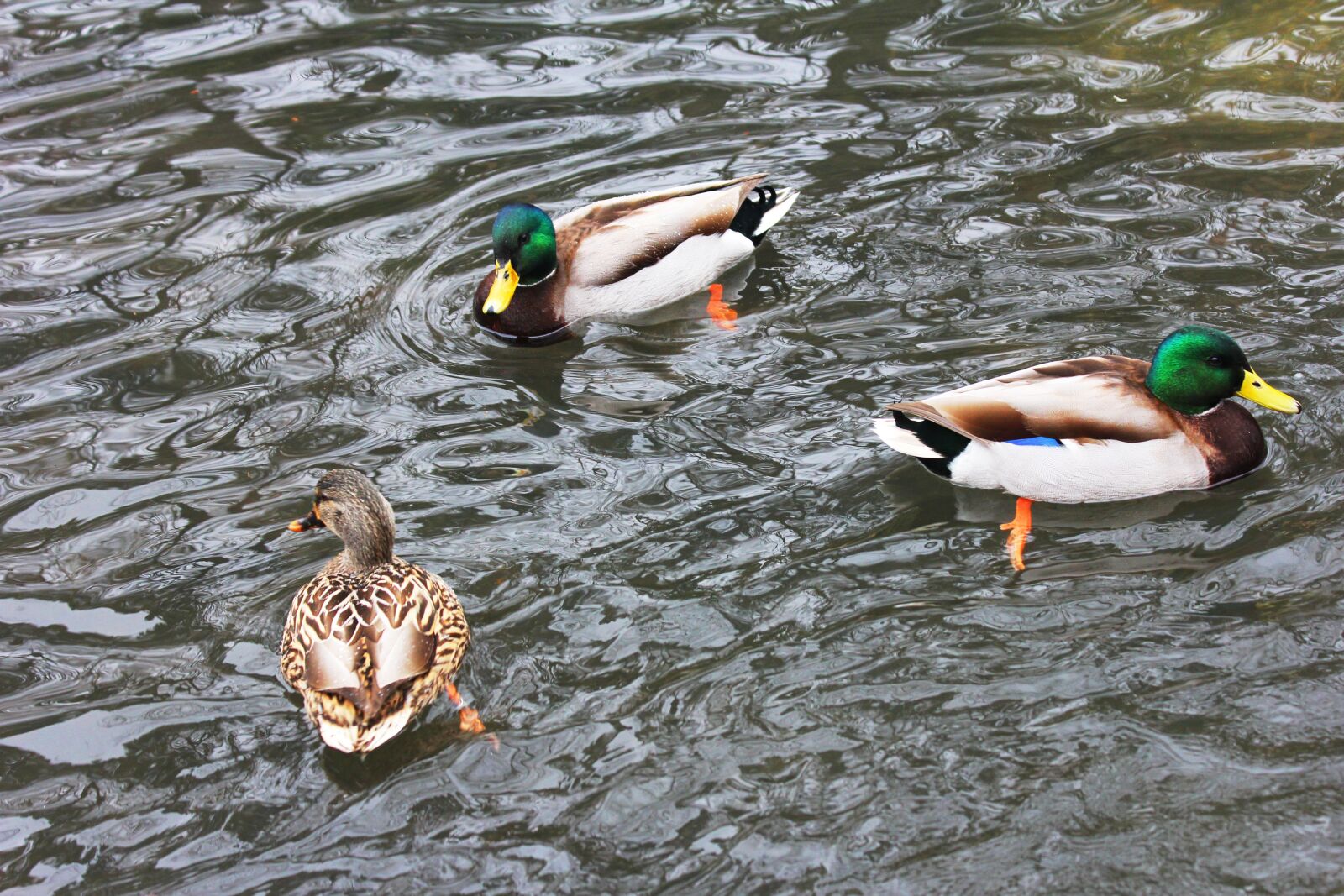 Canon EOS 60D + Canon EF 70-300mm F4-5.6 IS USM sample photo. Ducks, animals, nature photography