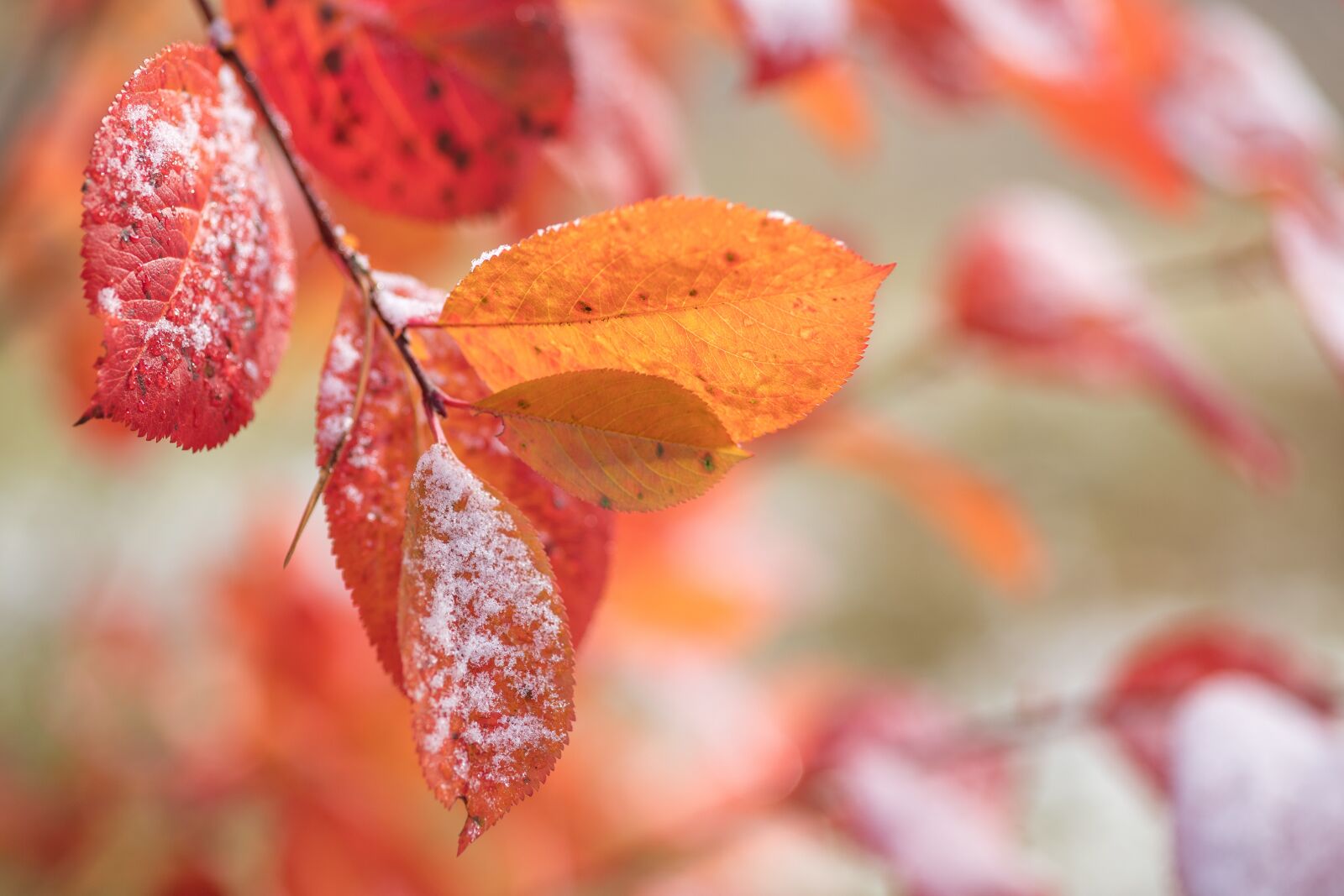 Canon EOS 6D Mark II sample photo. Autumn, fall, october photography