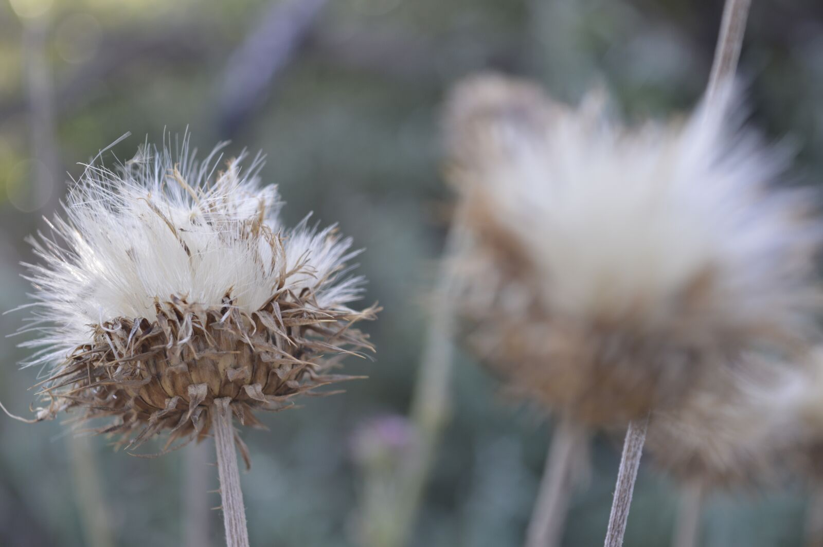 Nikon D3200 sample photo. Plant, nature, peace photography