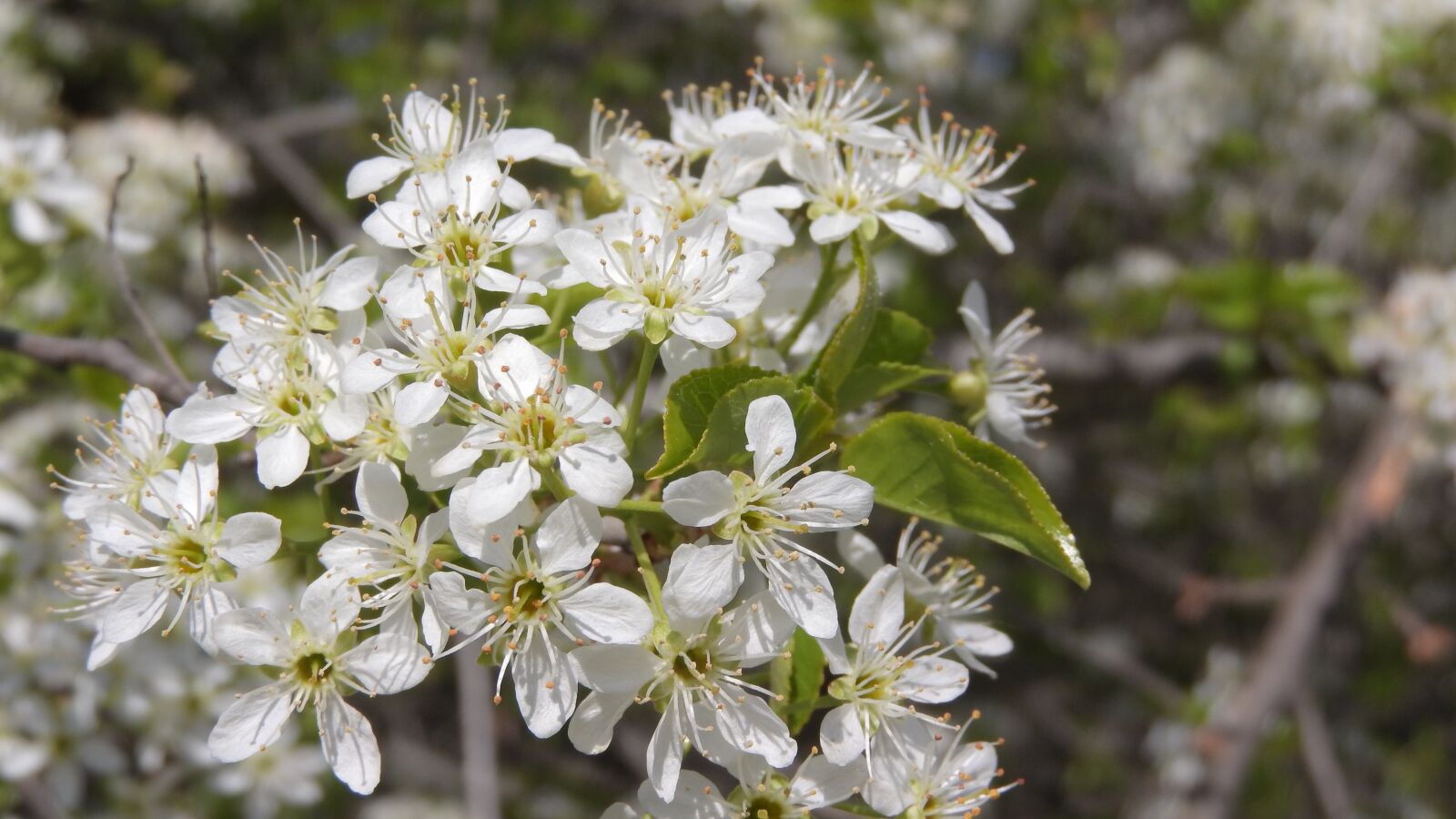 Nikon Coolpix P610 sample photo. Bush, flowers, whites photography