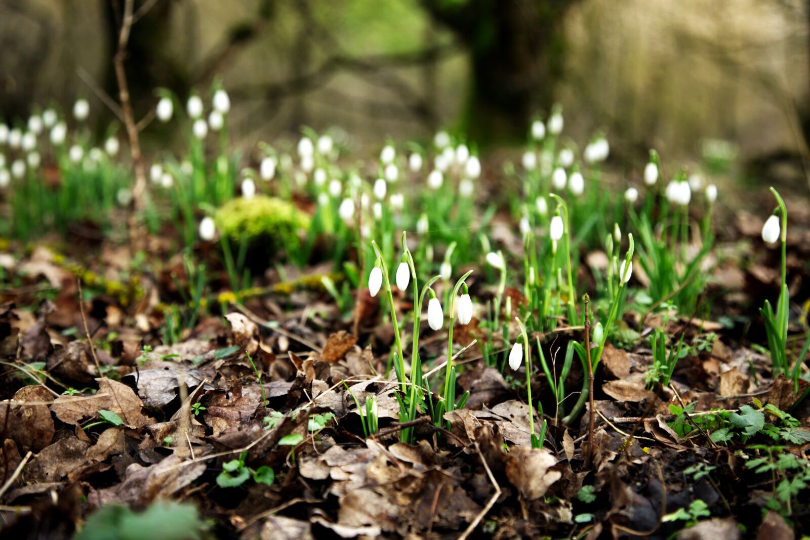 Canon EOS 5D Mark II sample photo. Snowdrop, forest, the beginning photography