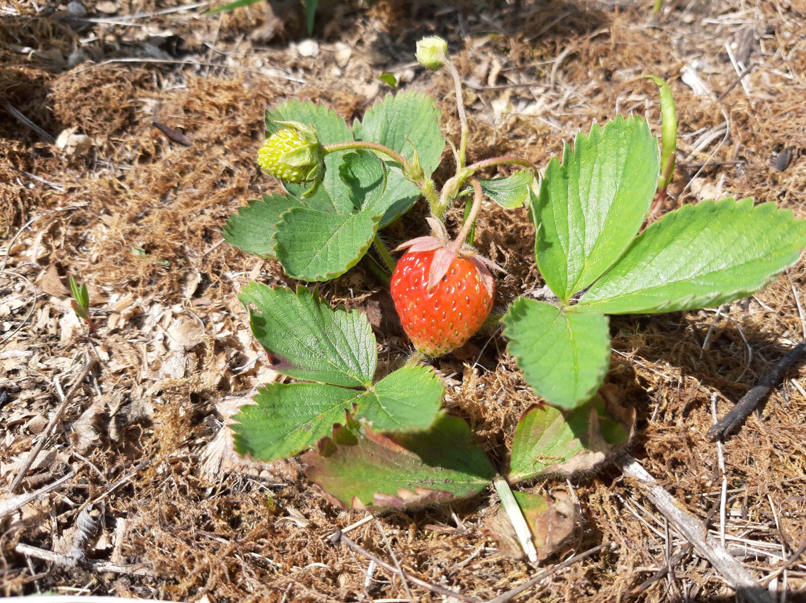 Samsung Galaxy A50 sample photo. Spring, strawberry, berry photography