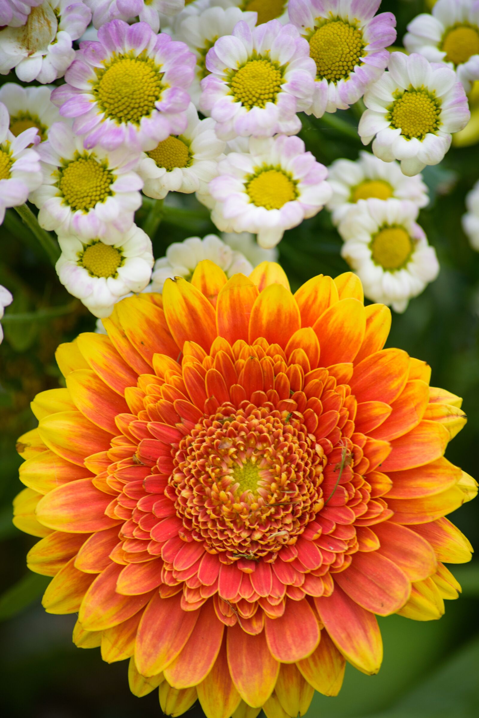 Nikon D750 sample photo. Flowers, orange, bloom photography