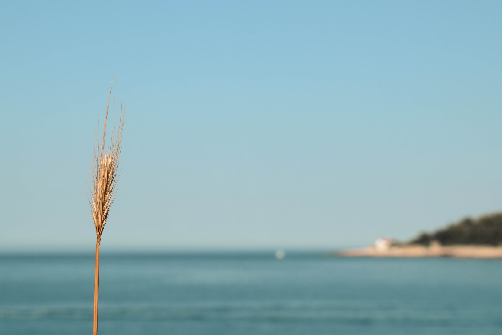 Nikon D3300 sample photo. Sea, grain, wheat photography