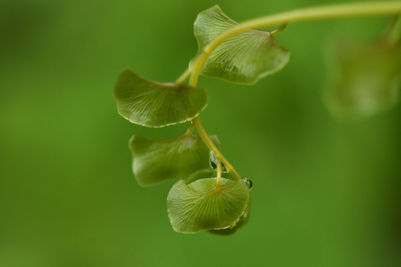 Nikon D3400 sample photo. Fern leaf, fern, dewdrop photography