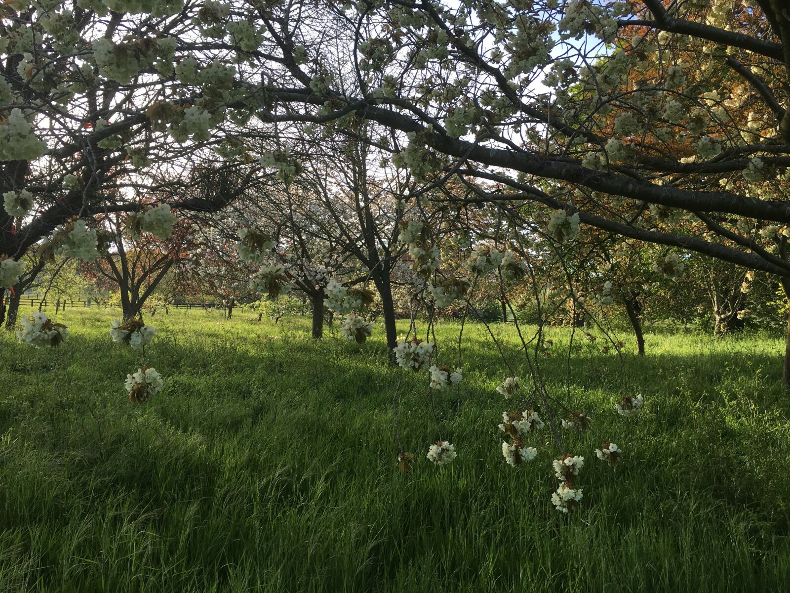 Apple iPhone 6s sample photo. Springtime, spring, blossom photography