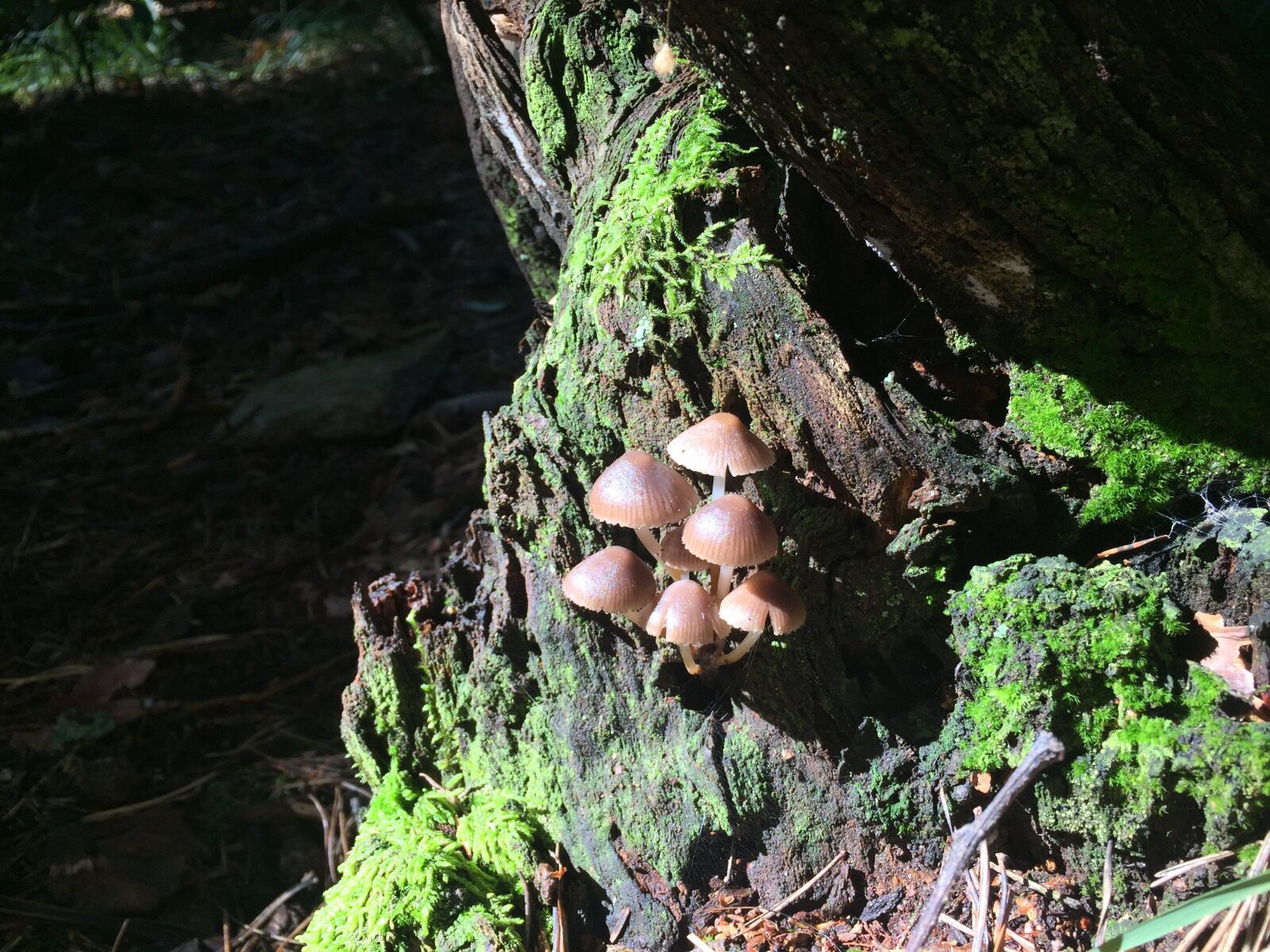 Apple iPhone 6 sample photo. Mushrooms, underwood, autumn photography