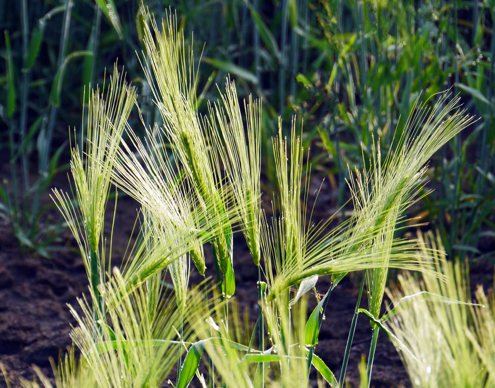 Panasonic Lumix DMC-GH3 sample photo. Spike, barley, dew photography