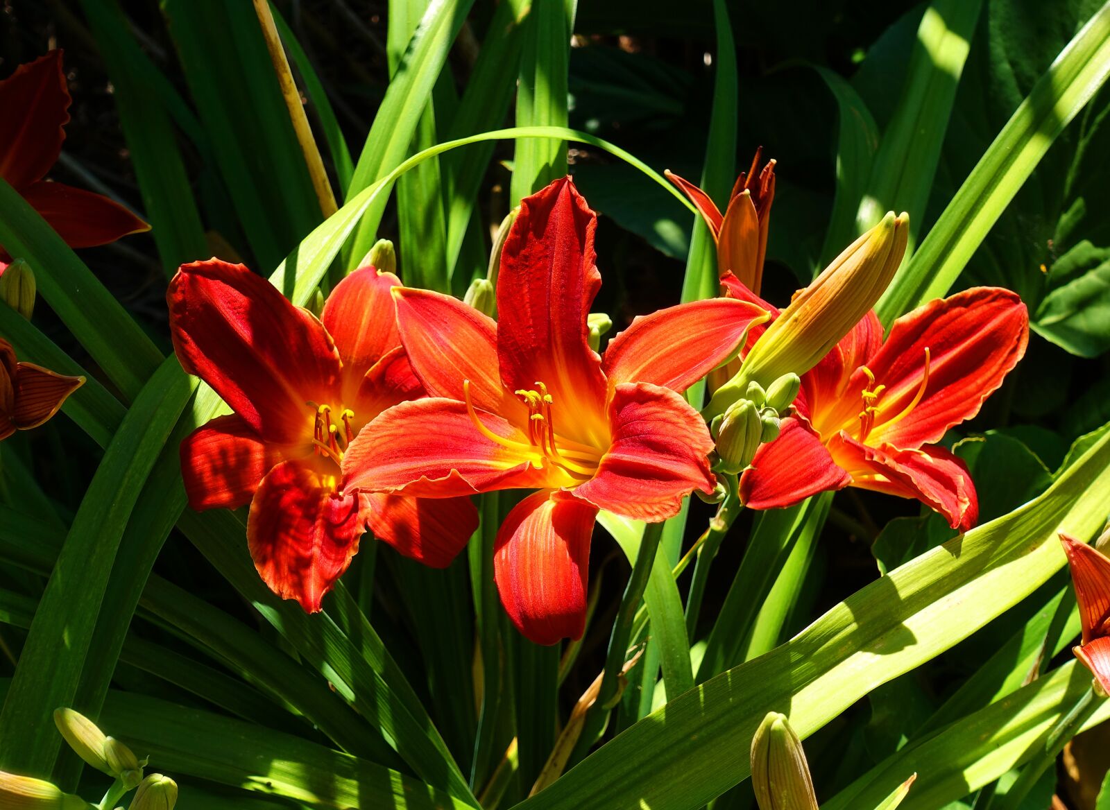 Sony DSC-RX100M5 sample photo. Lily, red, flower photography