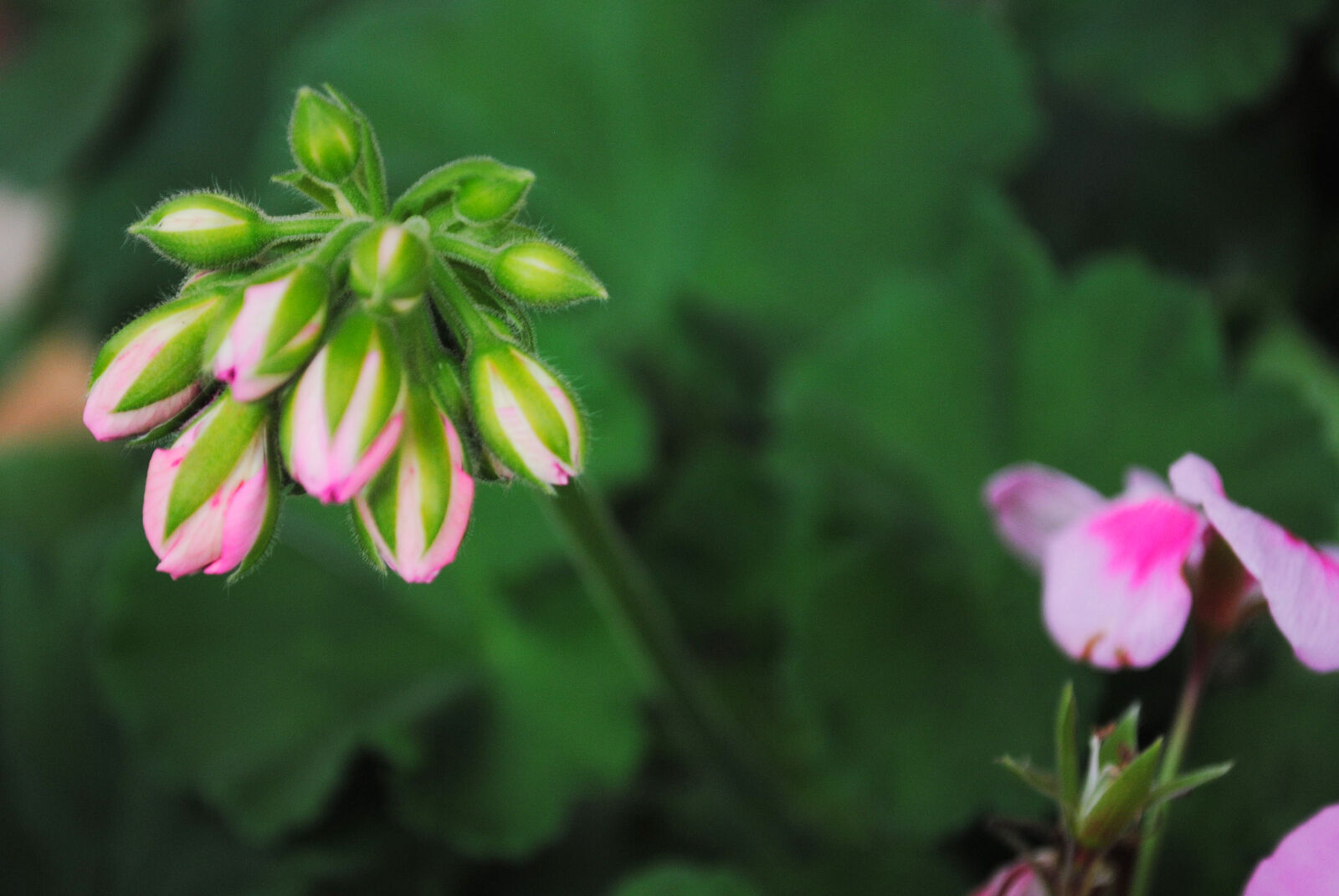 Nikon D3000 sample photo. Beautiful, flower, flower, bud photography