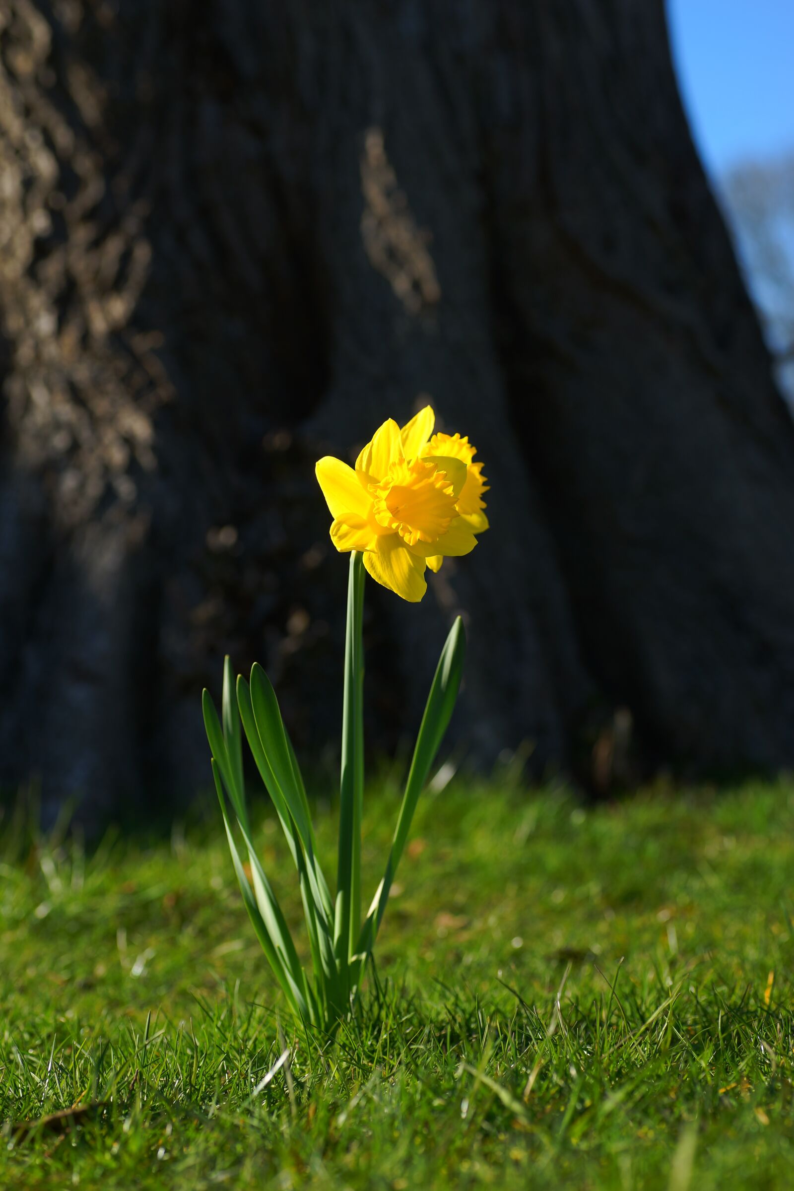 Sony a99 II sample photo. Narcissus, daffodil, yellow photography