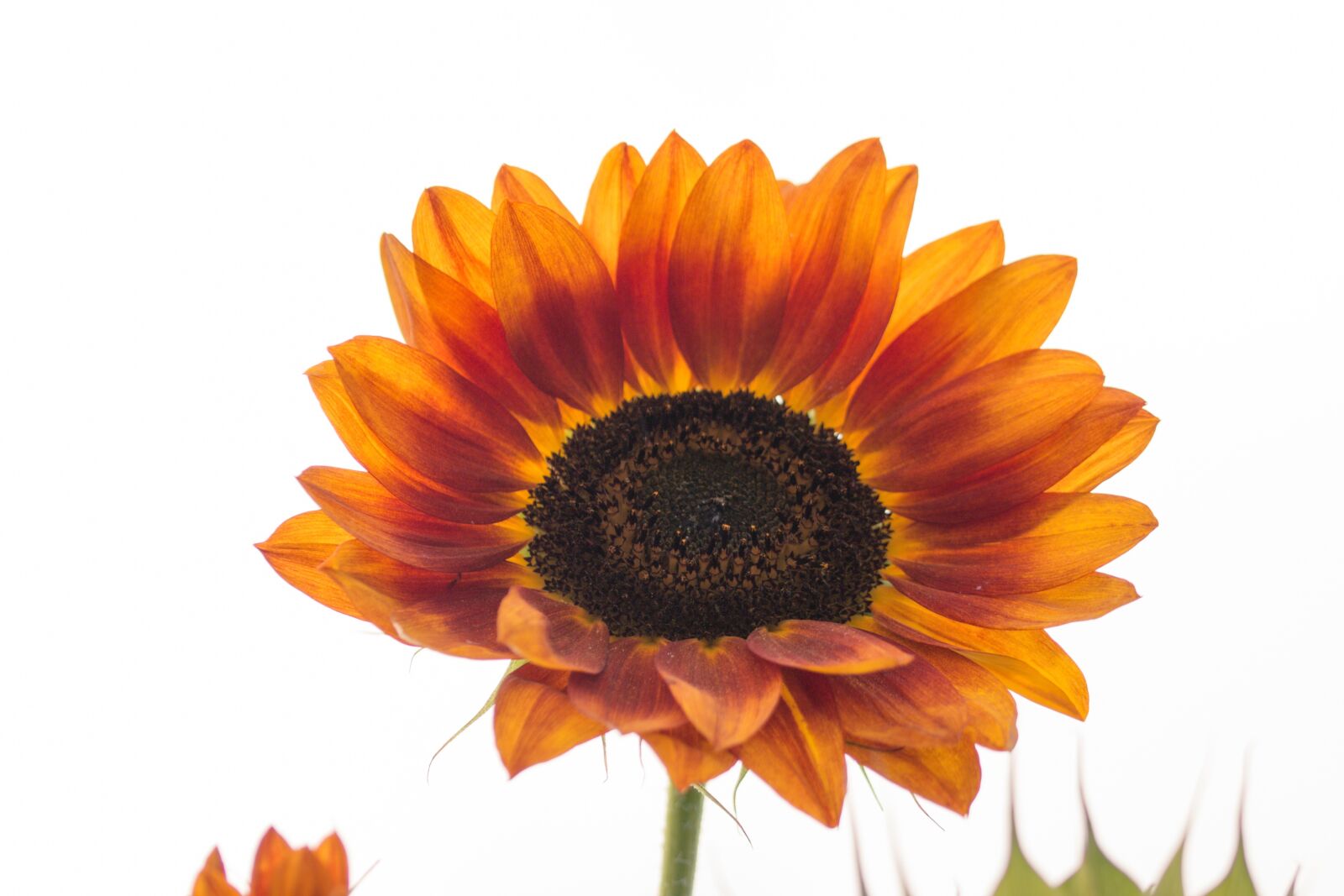 Canon EOS 70D sample photo. Sunflower, helianthus annuus, blossom photography