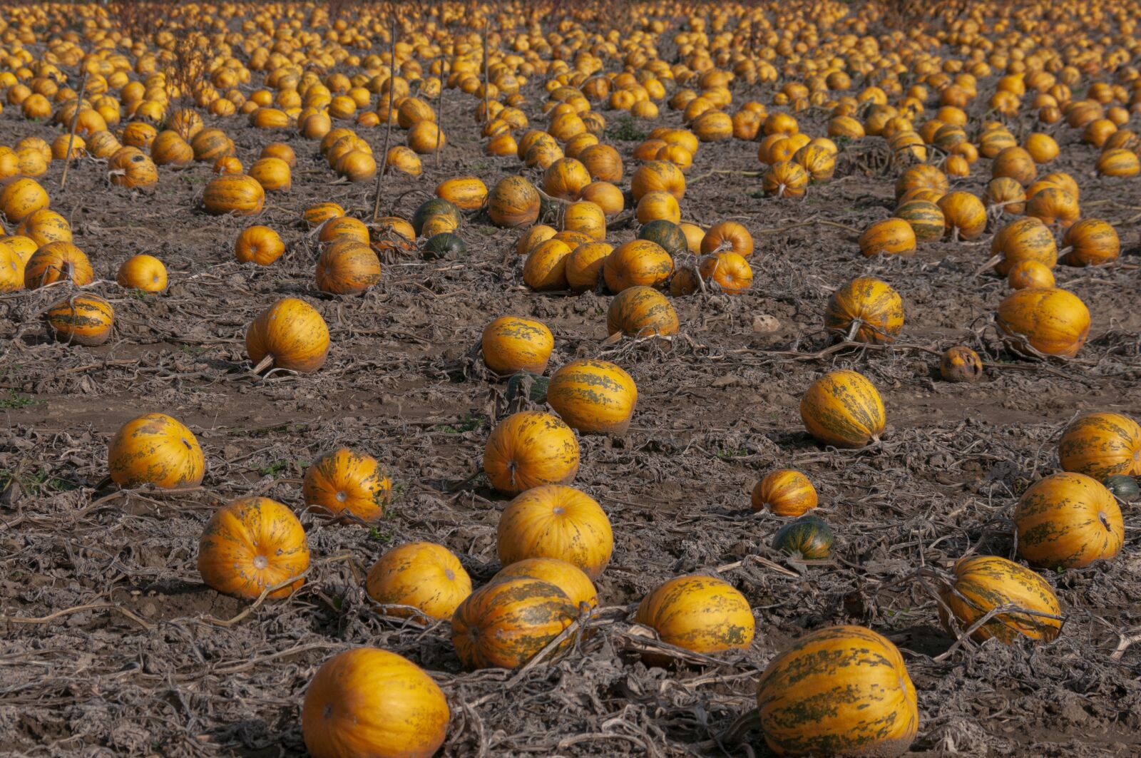 Nikon D300S sample photo. Field, pumpkin, autumn photography