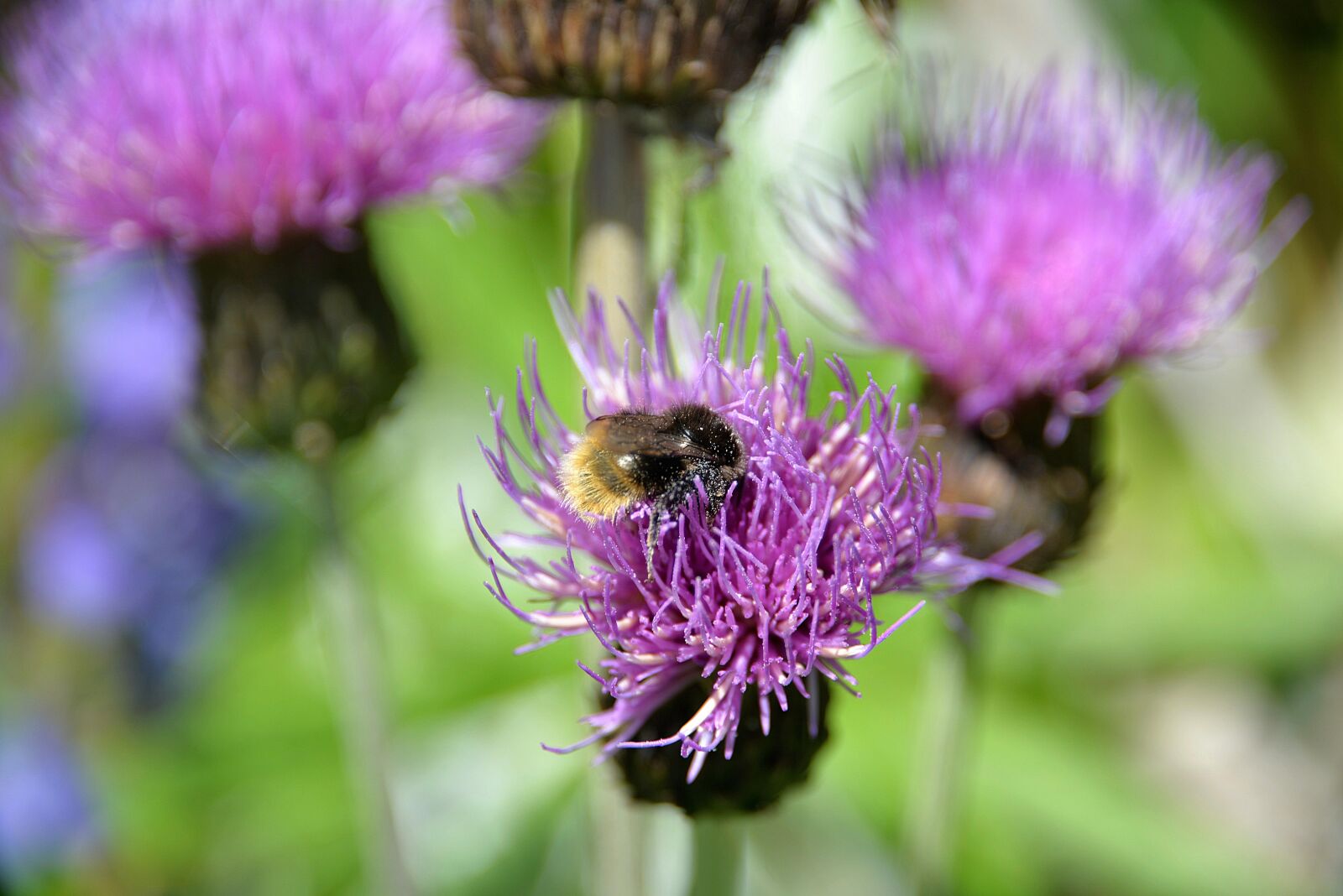 Nikon D610 sample photo. Mountain bumblebee, thistle, blossom photography