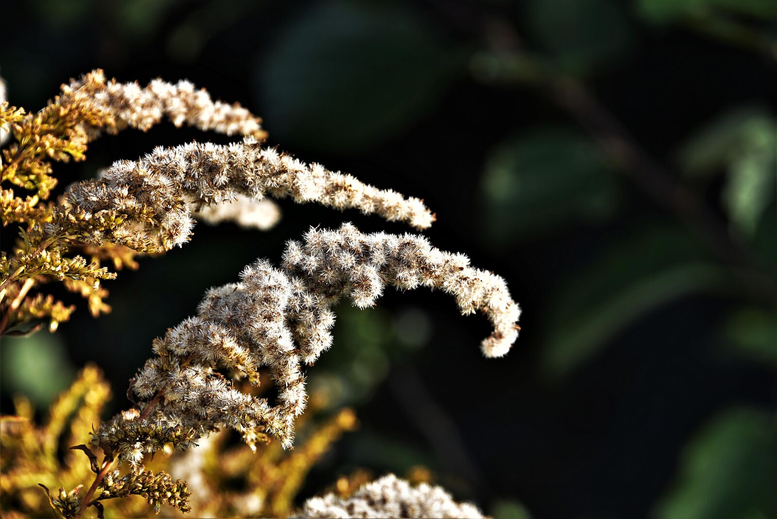 Nikon D750 sample photo. Golden rod, faded, solidago photography