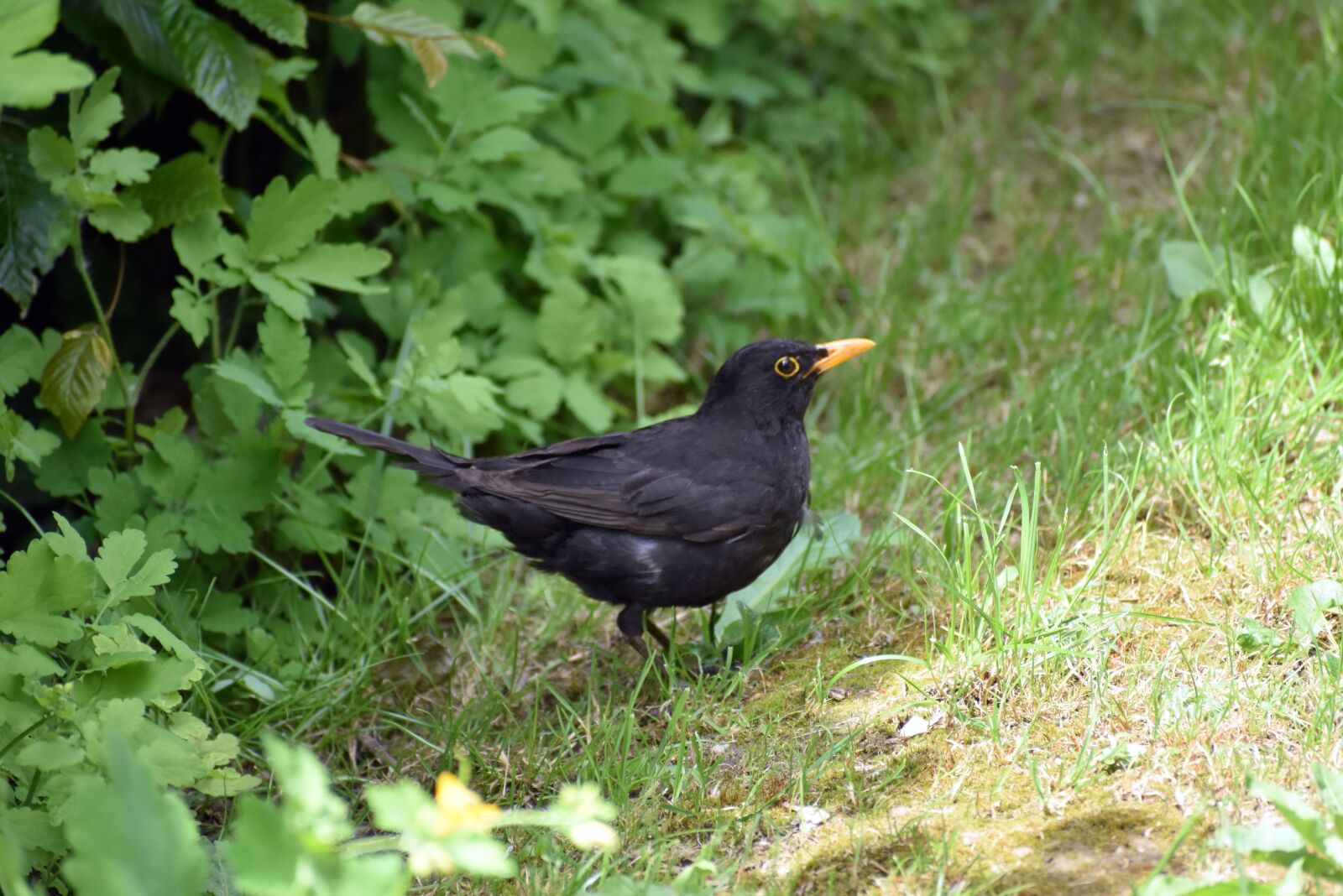 Nikon D3500 sample photo. Blackbird, male, songbird photography