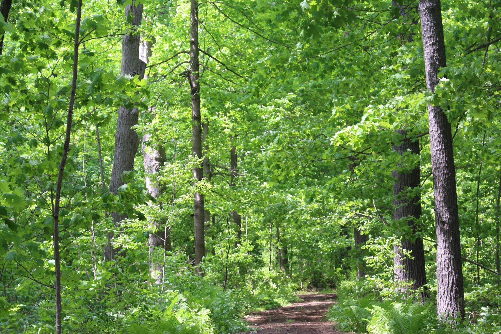 Canon EOS 700D (EOS Rebel T5i / EOS Kiss X7i) + Canon EF-S 18-55mm F3.5-5.6 IS STM sample photo. Nature, forest, tree photography