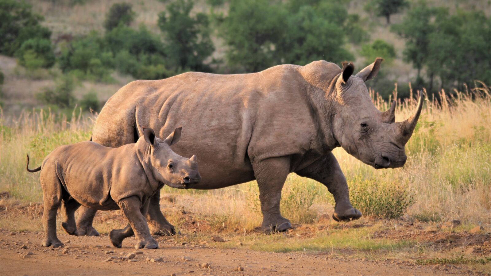 Canon EOS 60D sample photo. White rhino, calf, mother photography