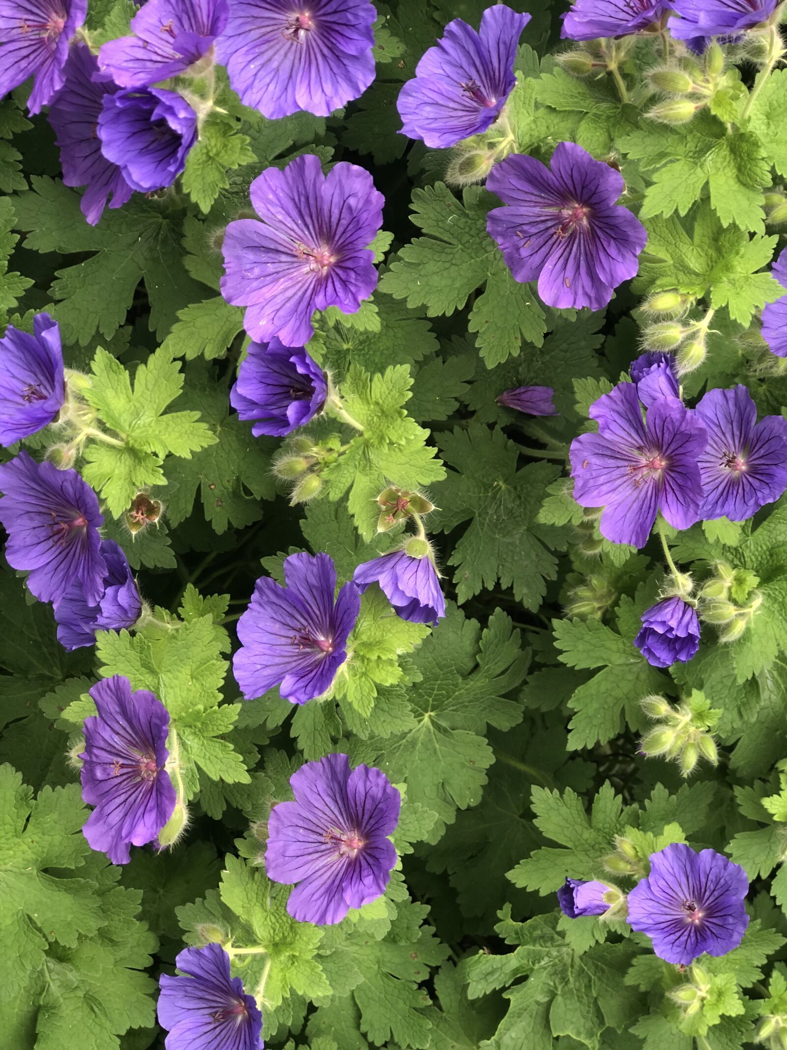 Apple iPhone 8 Plus sample photo. Purple, spring, garden photography