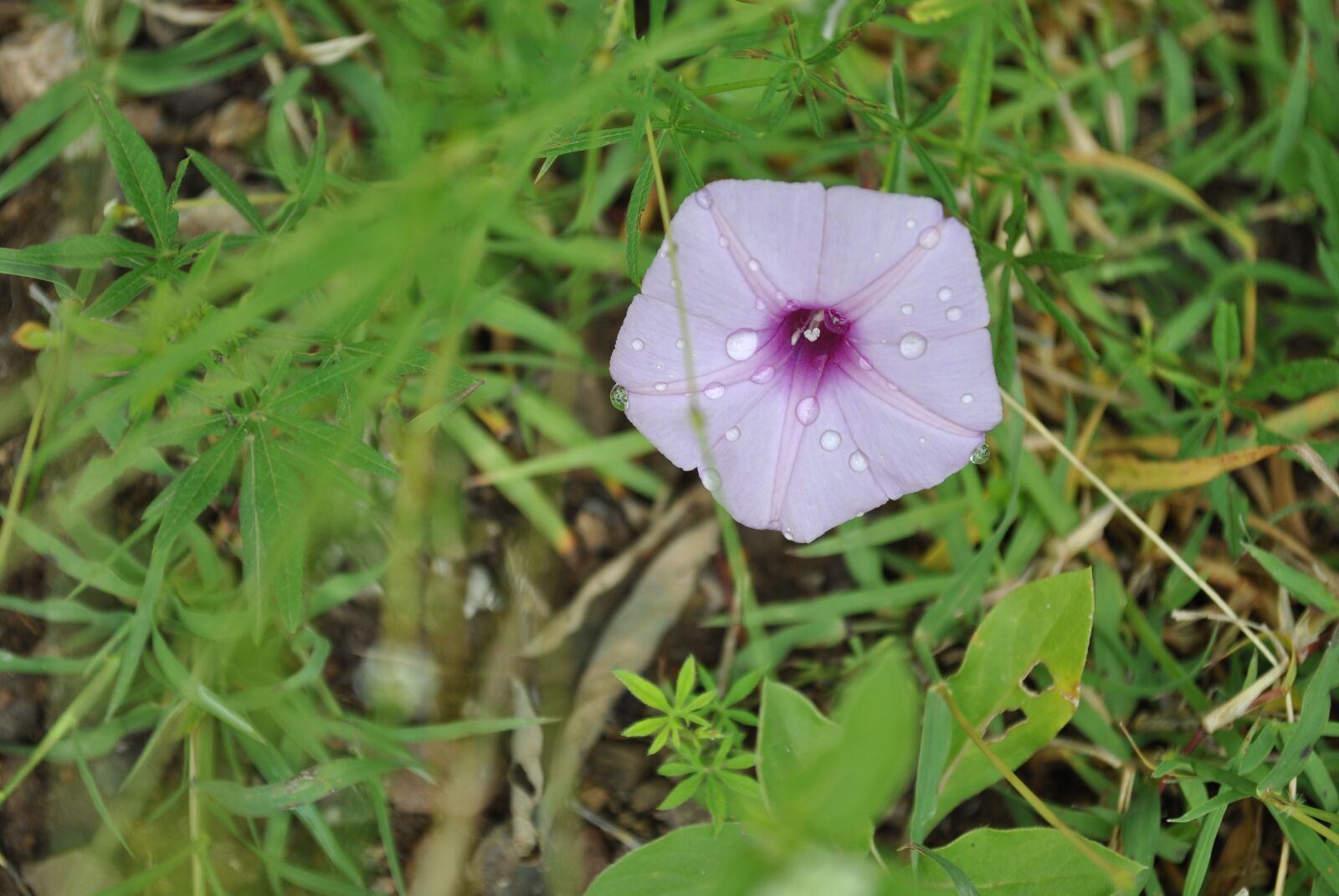 Nikon D3000 sample photo. Purple morning glory, flower photography