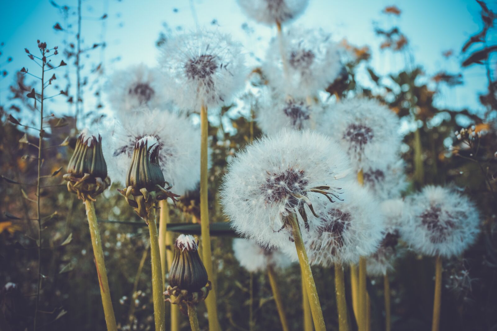 Nikon D3200 sample photo. Dandelion, dandelions, fluffy dandelion photography