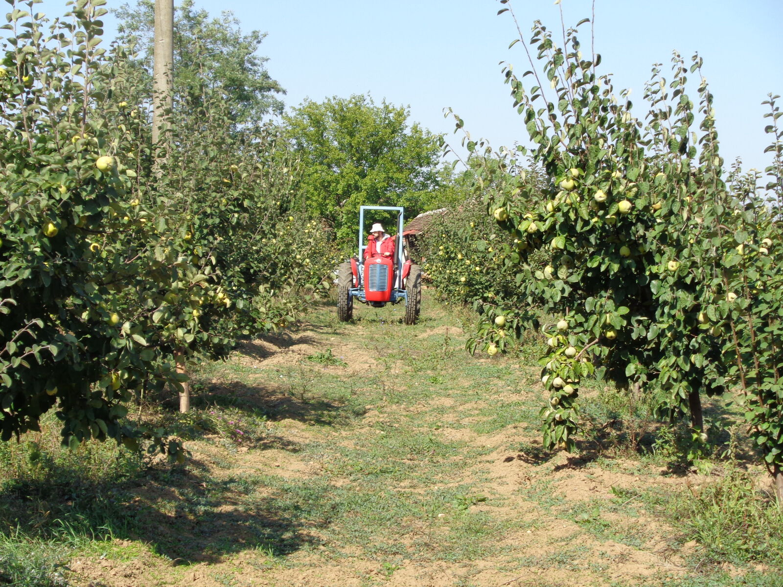 Sony Cyber-shot DSC-W830 sample photo. Agriculture, orchard, quince, tractor photography