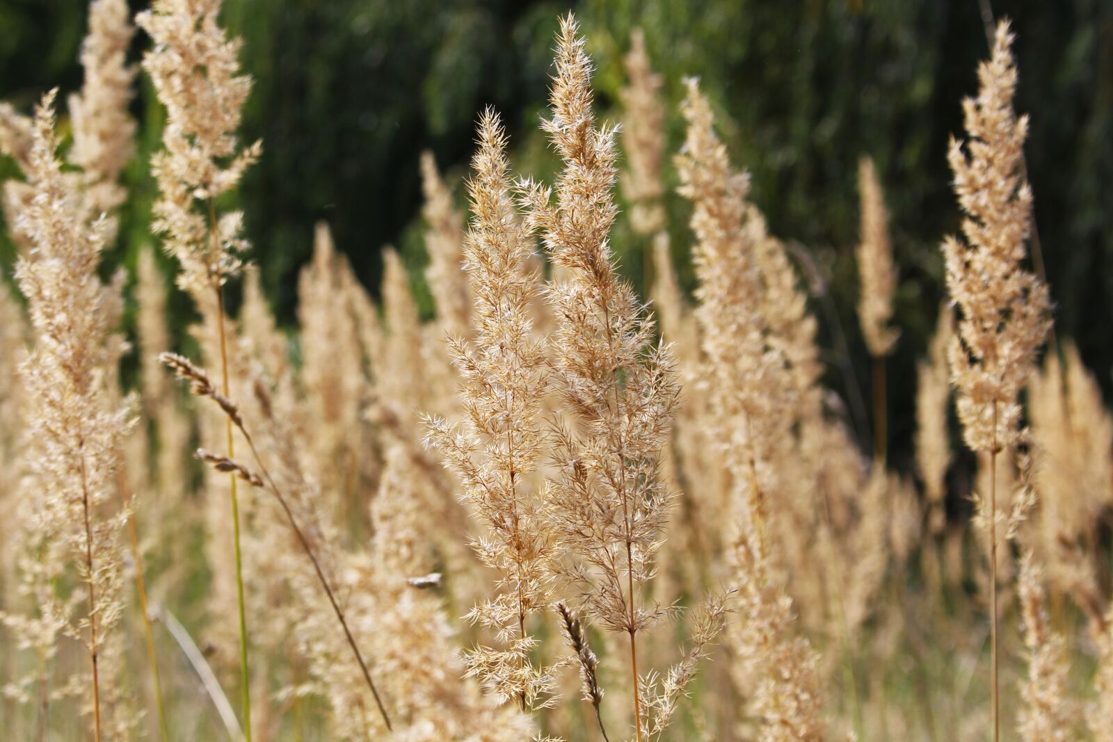 Canon EOS 700D (EOS Rebel T5i / EOS Kiss X7i) sample photo. Grasses, edge of field photography
