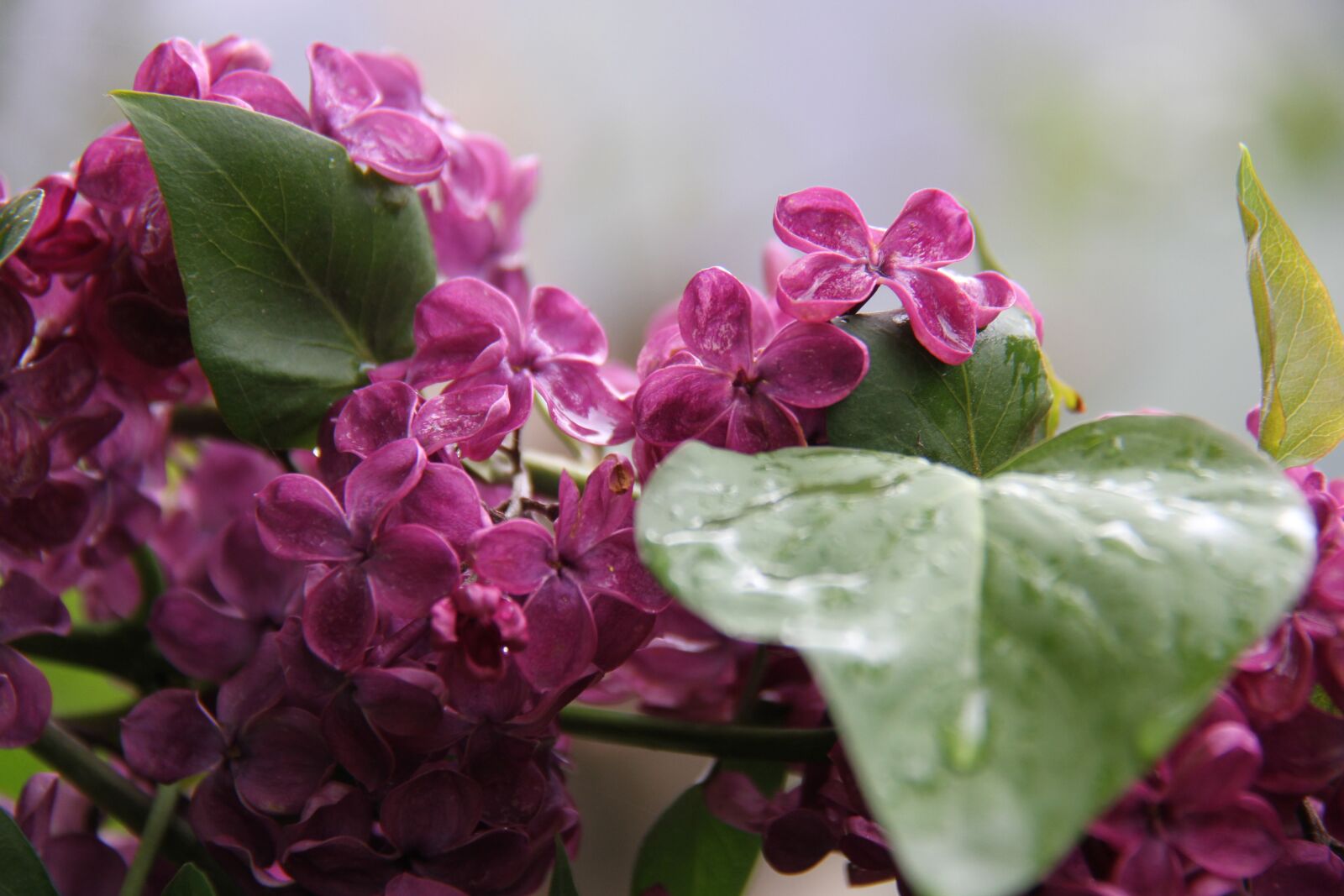 Canon EOS 7D sample photo. Lilac, rain, spring photography