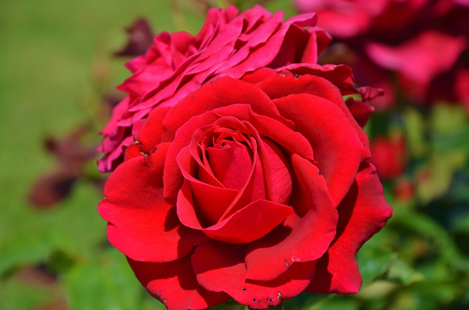 Nikon D7000 sample photo. Rose, flower, spring photography