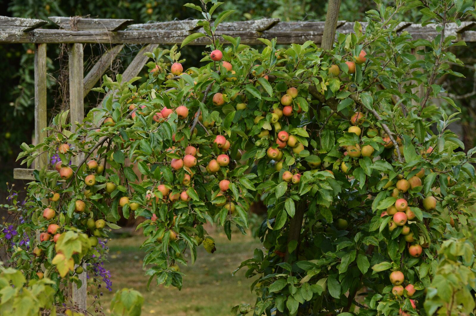 Nikon D5200 sample photo. Apple tree, apple, ripe photography