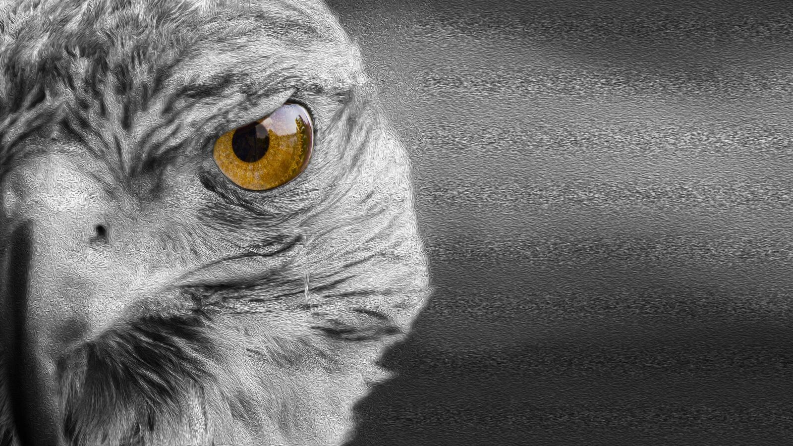 Nikon D5100 sample photo. Falcon, predator, bird photography