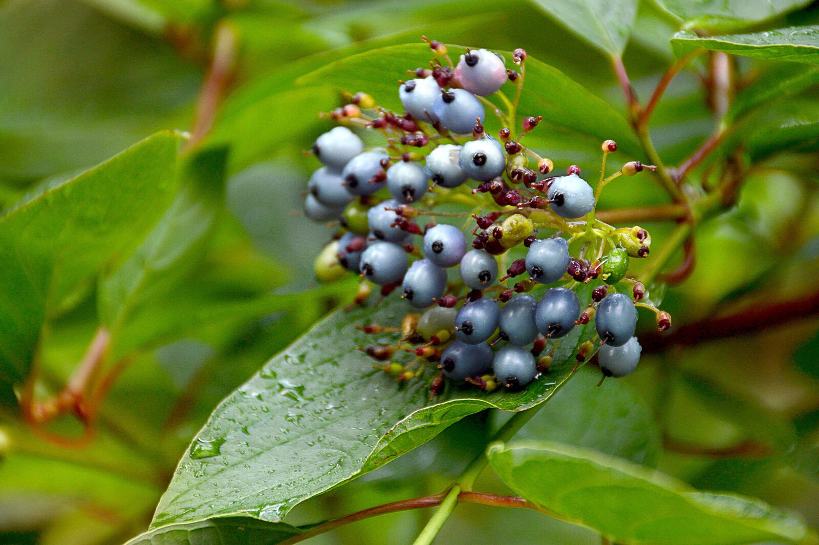 Nikon D3200 sample photo. Greens, berry, forest photography