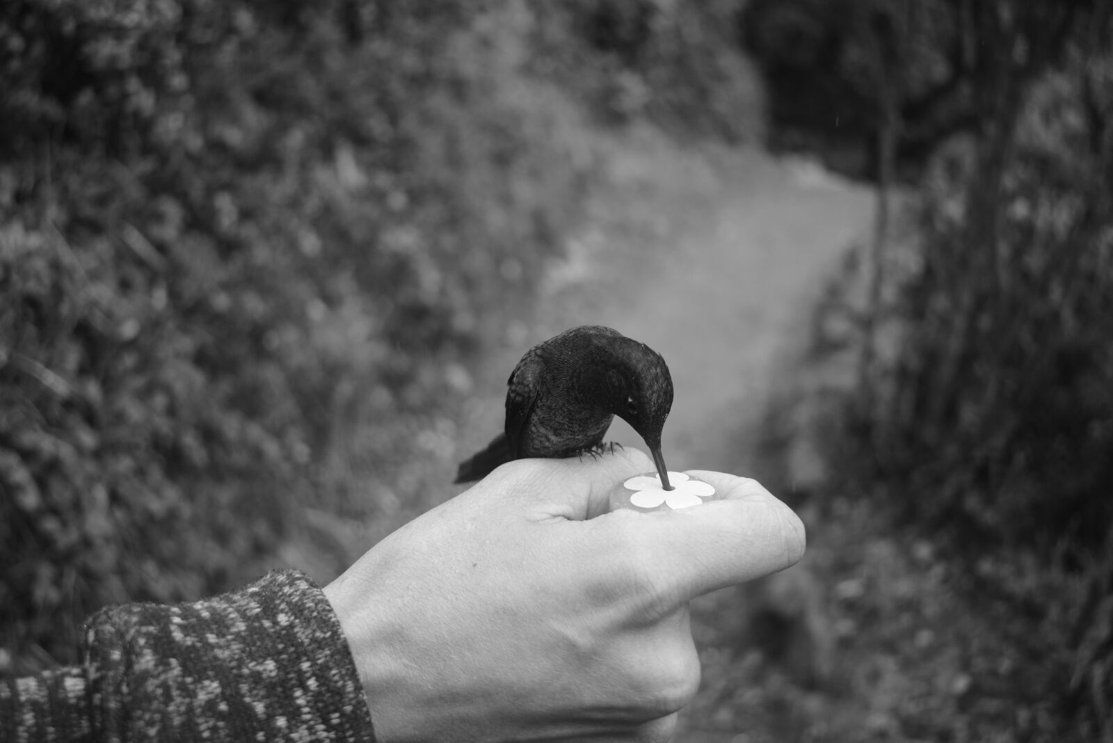 Nikon D5300 sample photo. Hand, hummingbird, hands photography