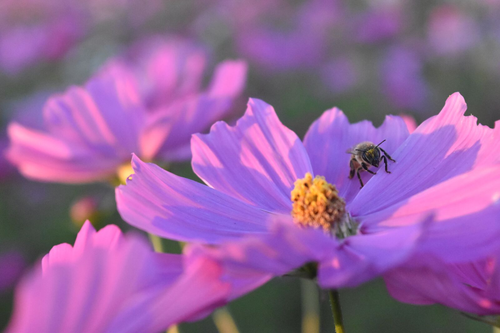 Nikon D5500 sample photo. Cosmos, bee, flowers photography