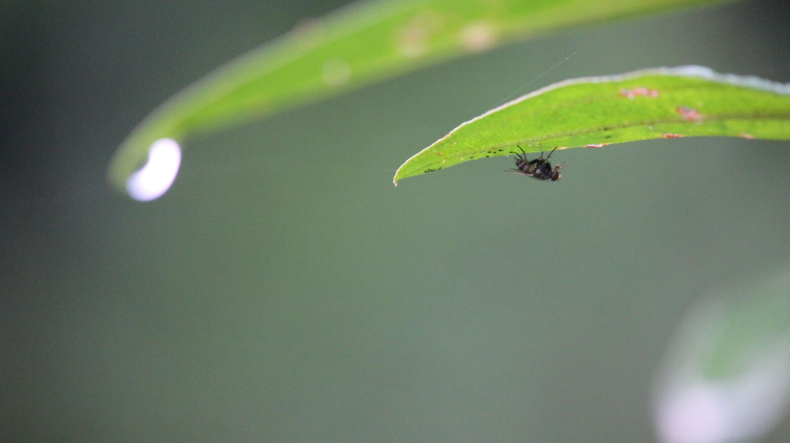 Canon EF-S 55-250mm F4-5.6 IS STM sample photo. Drops, drops of water photography