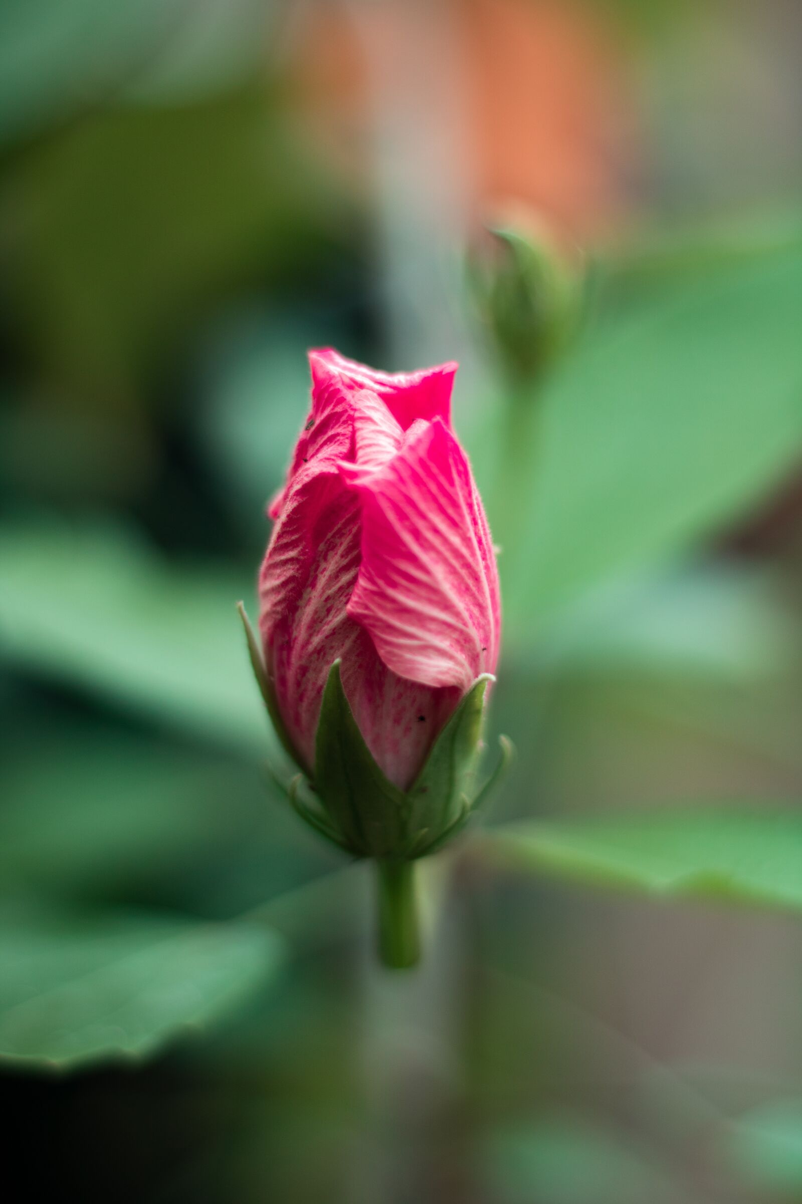 Canon EOS 750D (EOS Rebel T6i / EOS Kiss X8i) sample photo. Flower, bud, bloom photography