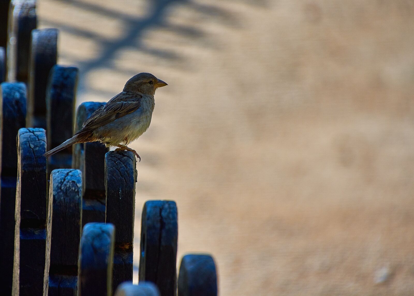 Nikon D7200 sample photo. Sparrow, bird, plumage photography