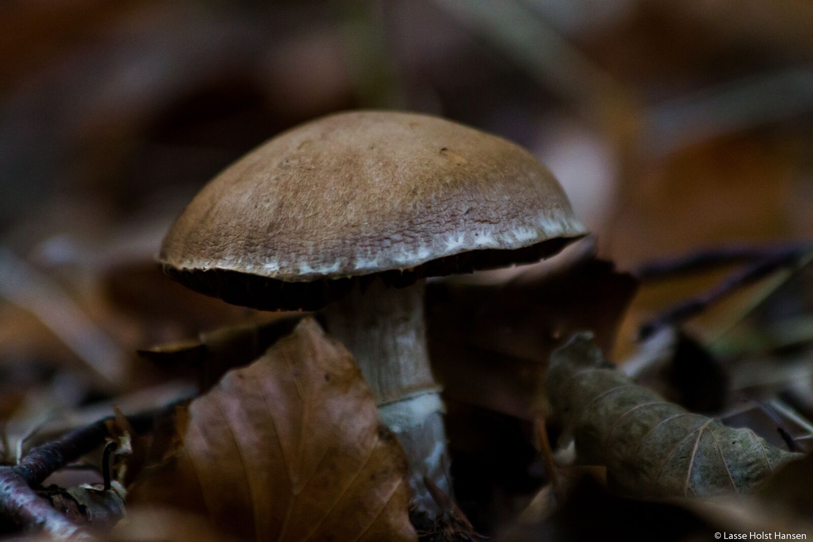 Canon EF 70-300mm F4-5.6 IS USM sample photo. Sponge, forest floor, autumn photography