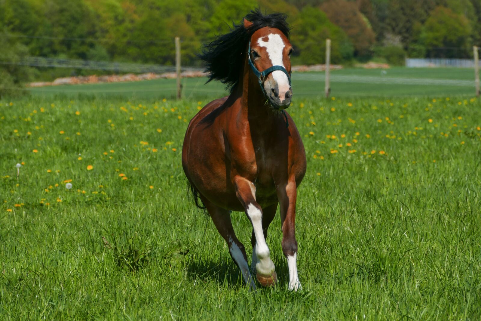 Panasonic Lumix DMC-FZ1000 sample photo. Pony mare galloping, brown photography
