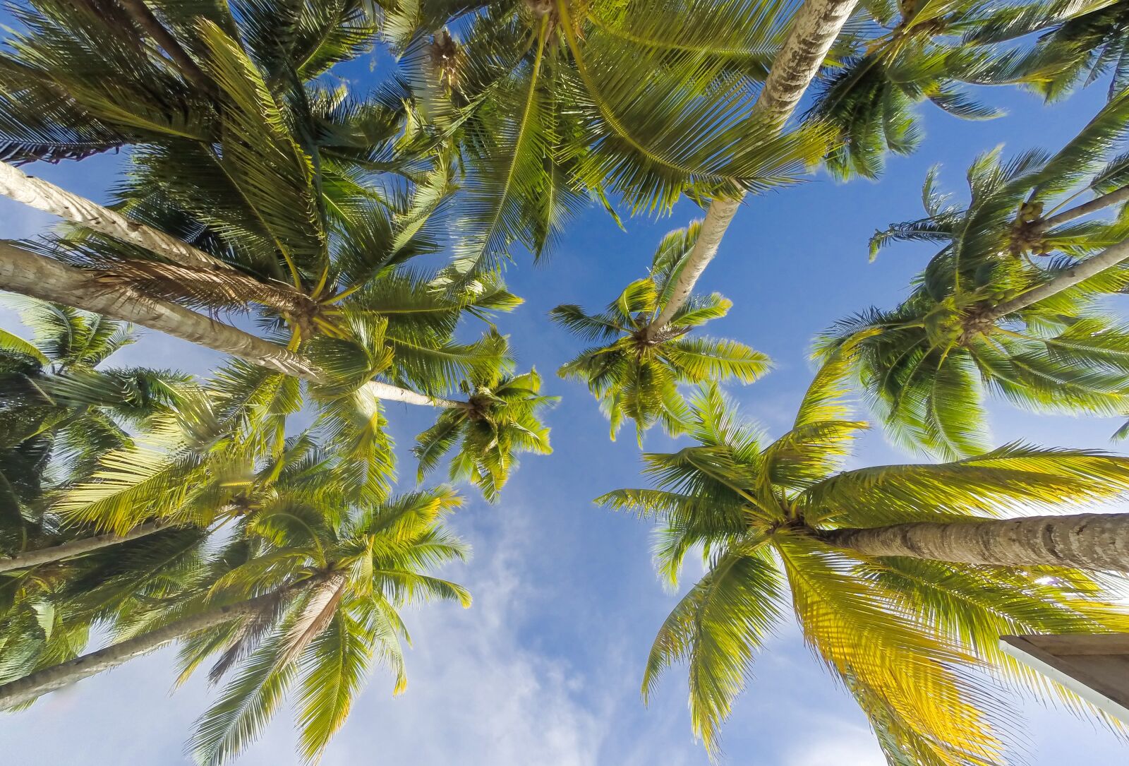GoPro HERO3+ Black Edition sample photo. Trees, summer, beach photography