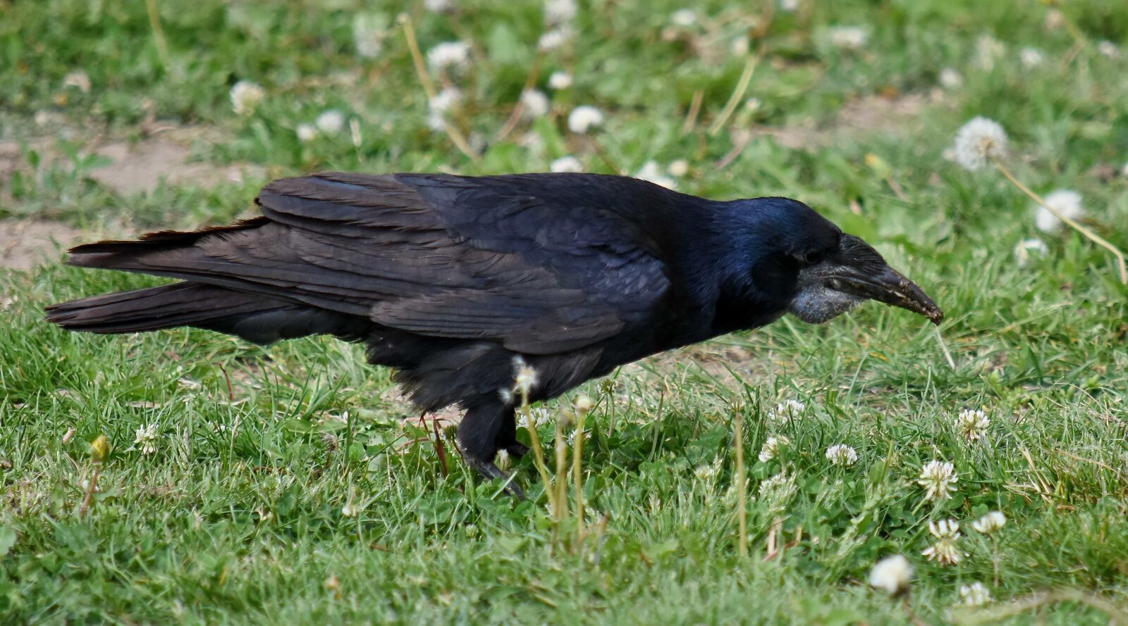 Nikon D5500 sample photo. Black, green grass, raven photography