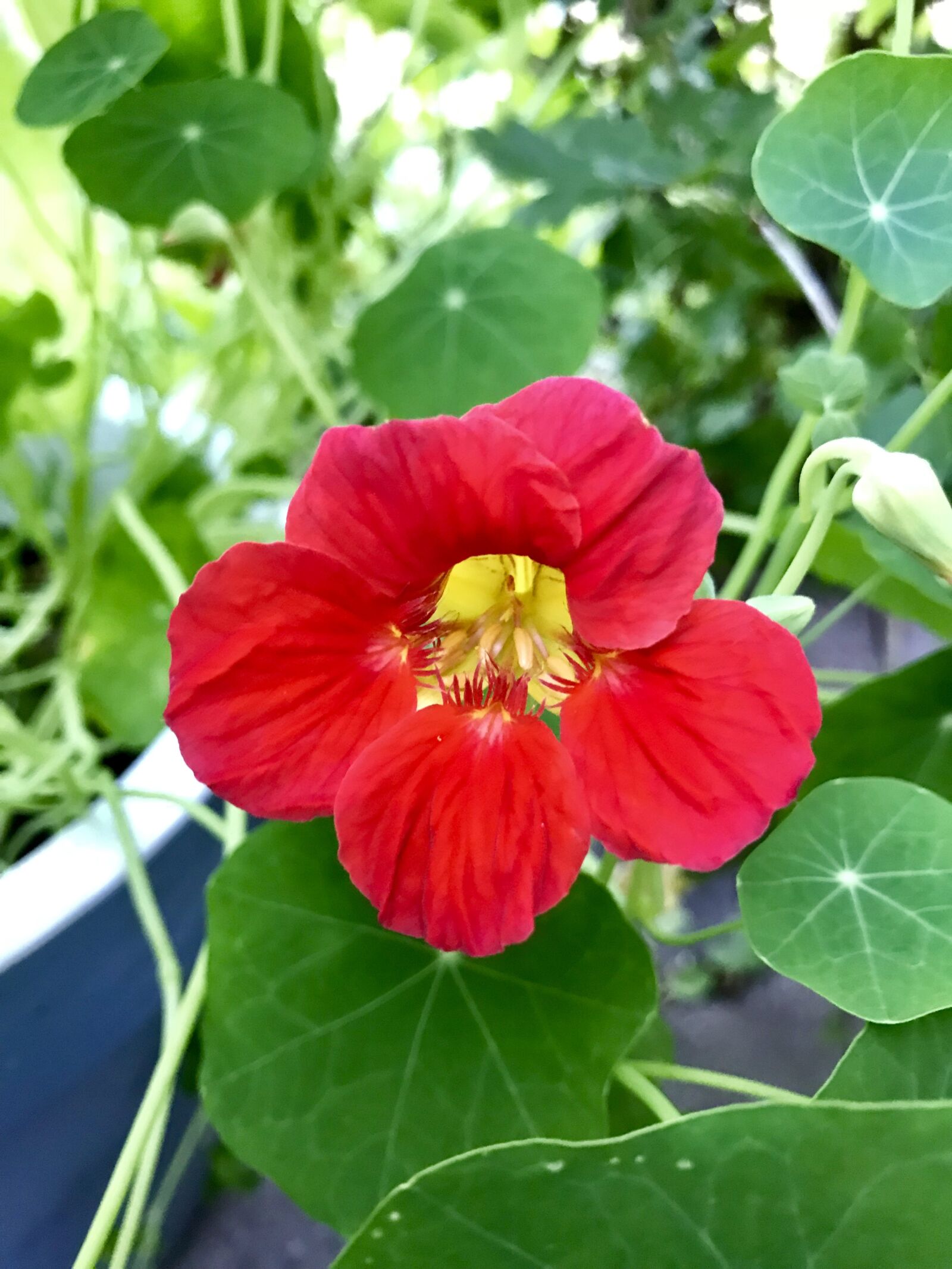 Apple iPhone 7 sample photo. Tropaeolum majus, edible flower photography