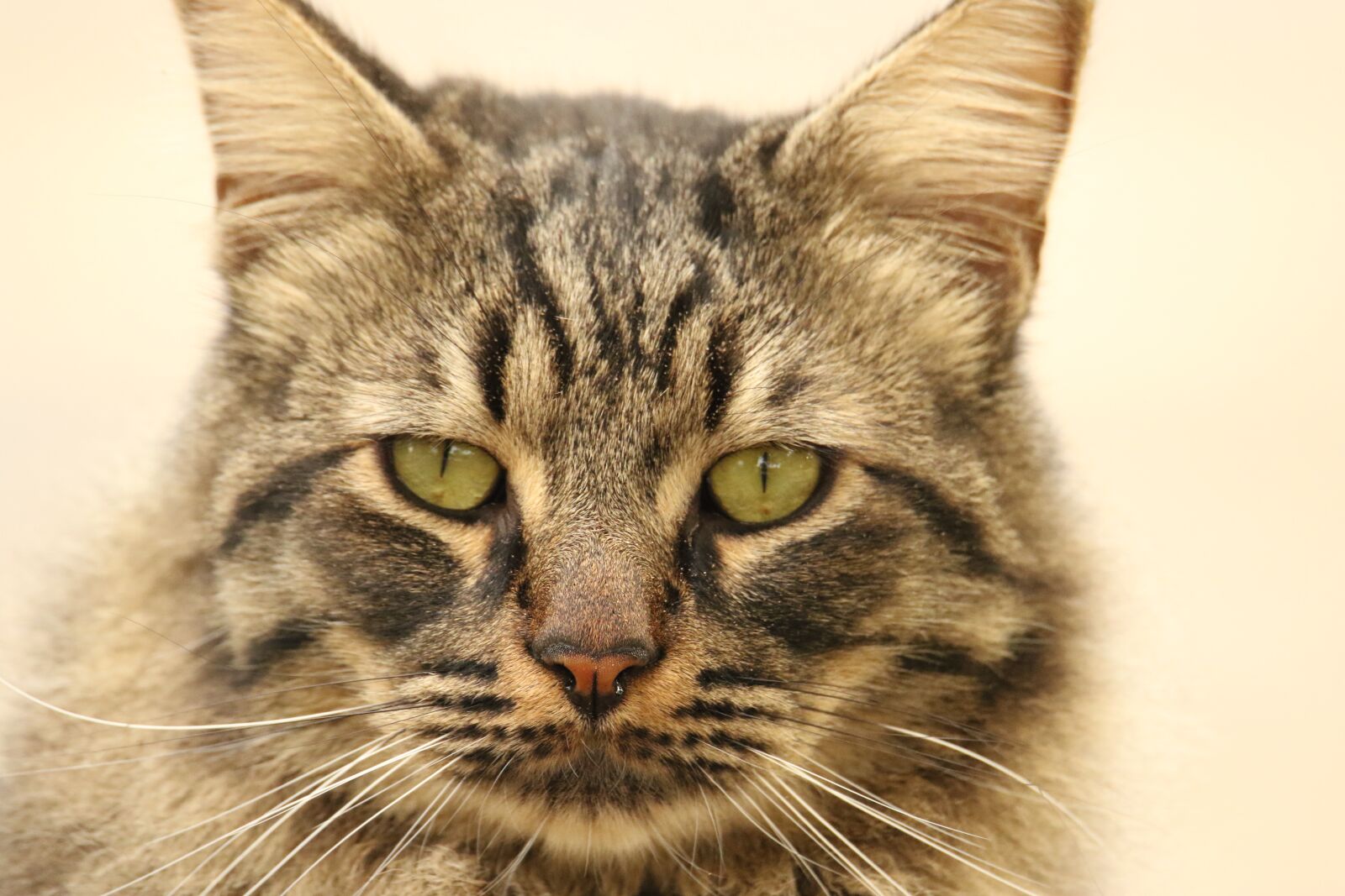 Canon EOS 7D Mark II sample photo. Animal, cat, close up photography