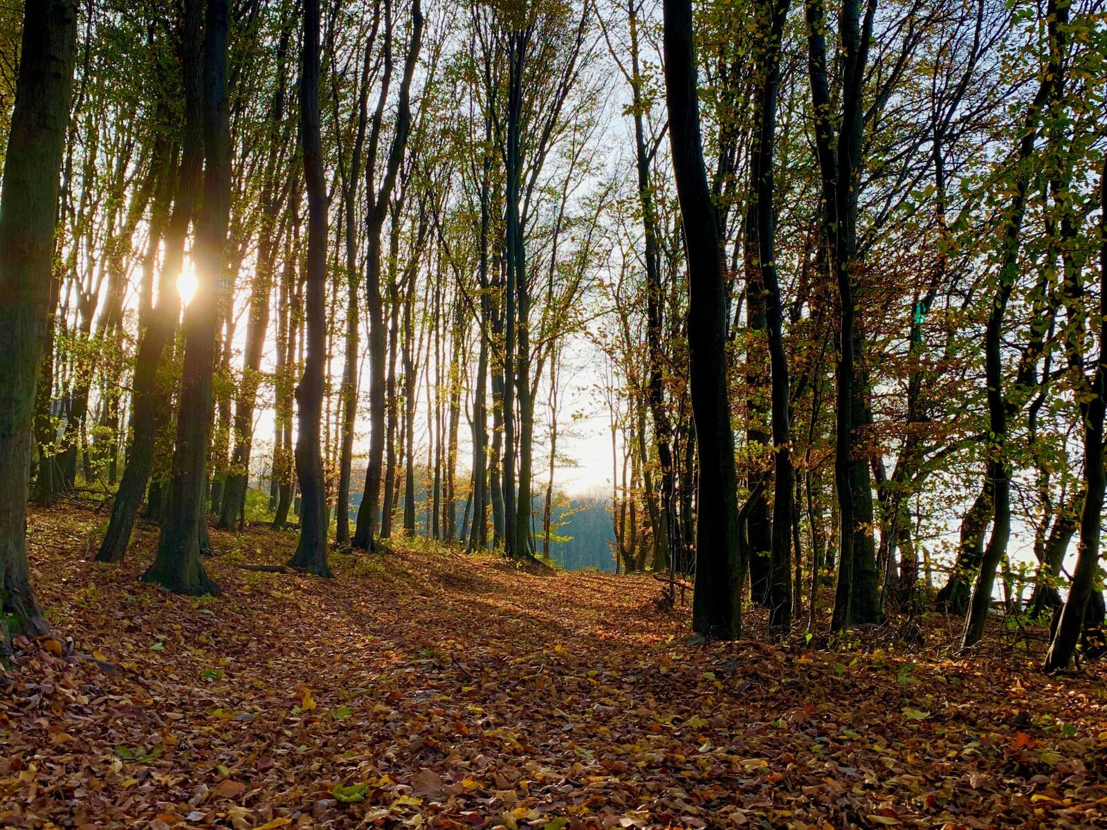 Apple iPhone XR sample photo. November, sunset, autumn photography