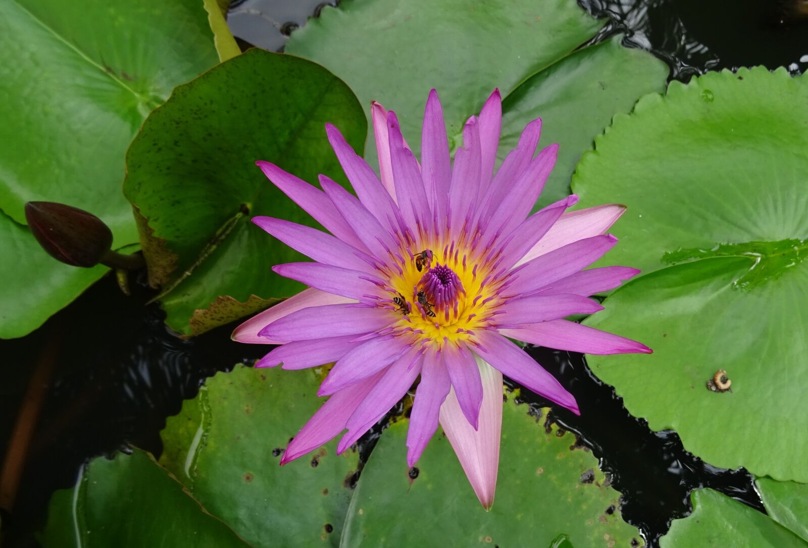Sony DSC-HX60V sample photo. Lily, water lily, cape photography